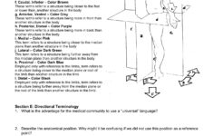 Anatomical Terms Worksheet Answer Key