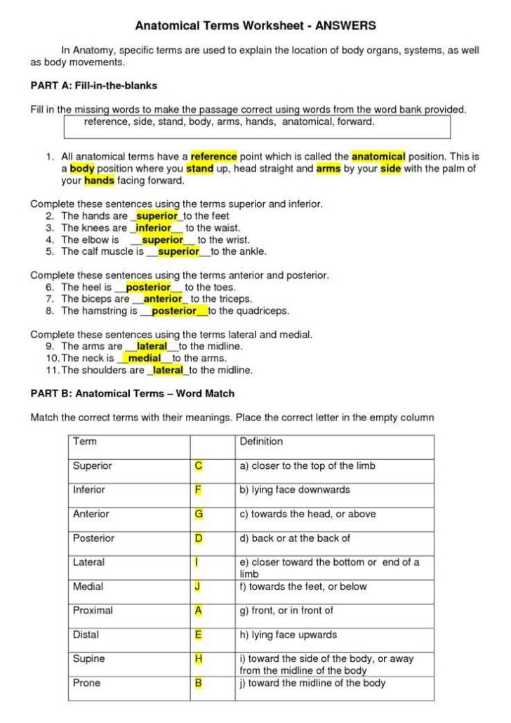 Directional Terms Worksheet Anatomy & Physiology Answers Key