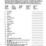 Anatomical Terms Worksheet Worksheet