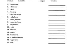 Anatomical Terms Worksheet Worksheet