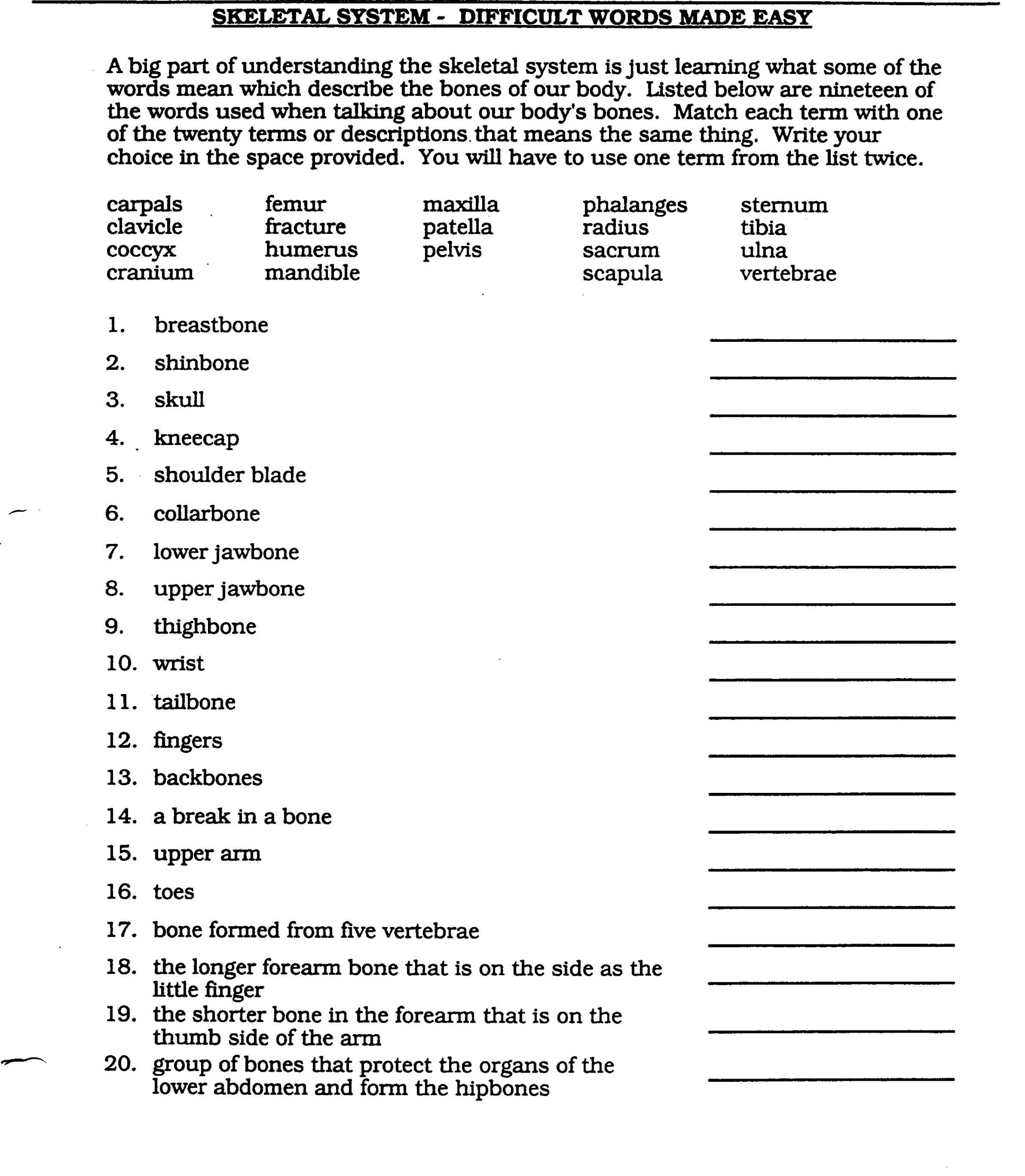 Anatomical Terms Worksheet Worksheet