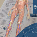 Anatomy 4D 4 Boyutlu Nsan Anatomisi OLKANDO Bilgi Teknolojileri