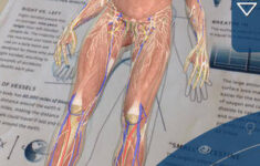 Anatomy 4D 4 Boyutlu nsan Anatomisi OLKANDO Bilgi Teknolojileri