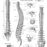 Anatomy And Health Charts Free Printable PDF Files Anatomy And