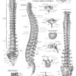 Anatomy And Health Charts Free Printable PDF Files Anatomy Spinal