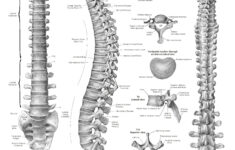 Anatomy And Health Charts Free Printable PDF Files Anatomy Spinal