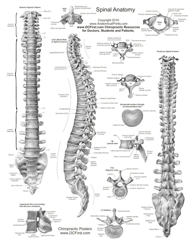 Spine Anatomy Printable Chart Free