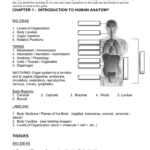 Anatomy And Physiology 1 Final Exam Anatomy Diagram Book