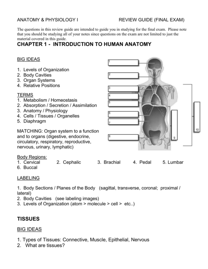 Anatomy And Physiology 1 Final Exam Anatomy Diagram Book | Anatomy ...