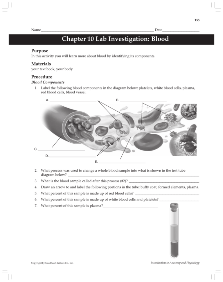 Anatomy And Physiology Chapter 10 Blood | Anatomy Worksheets