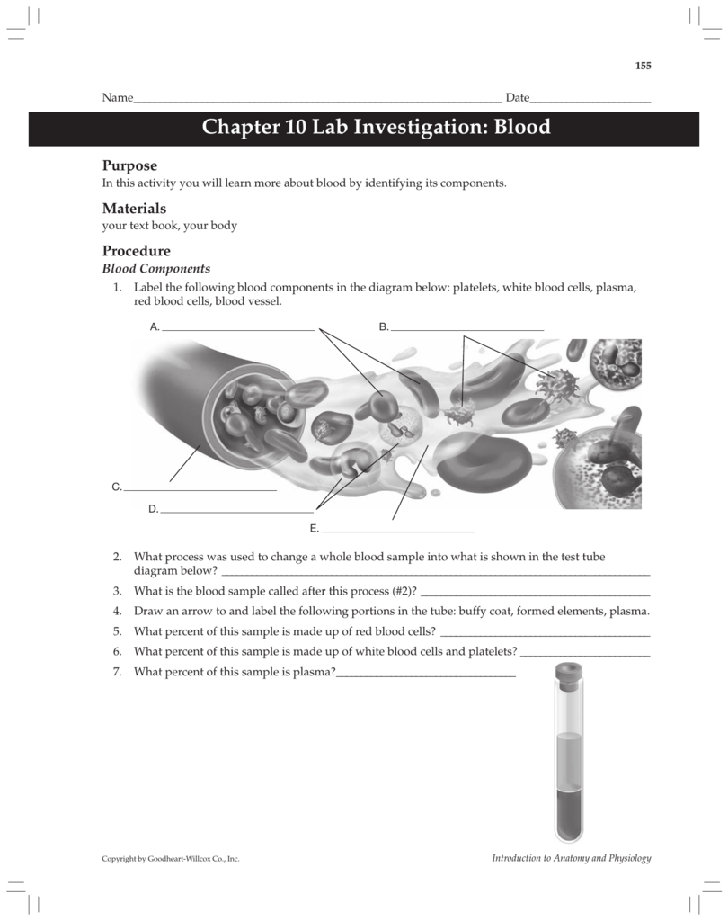 Anatomy And Physiology Chapter 10 Blood