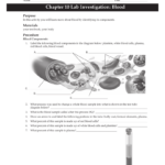 Anatomy And Physiology Chapter 10 Blood