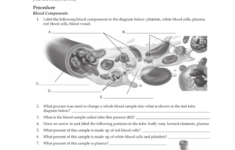 Anatomy And Physiology Chapter 10 Blood
