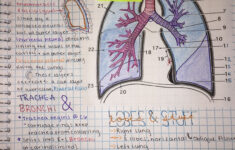 Anatomy And Physiology College