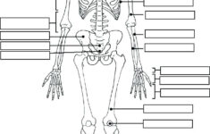 Anatomy And Physiology Coloring Pages At GetColorings Free