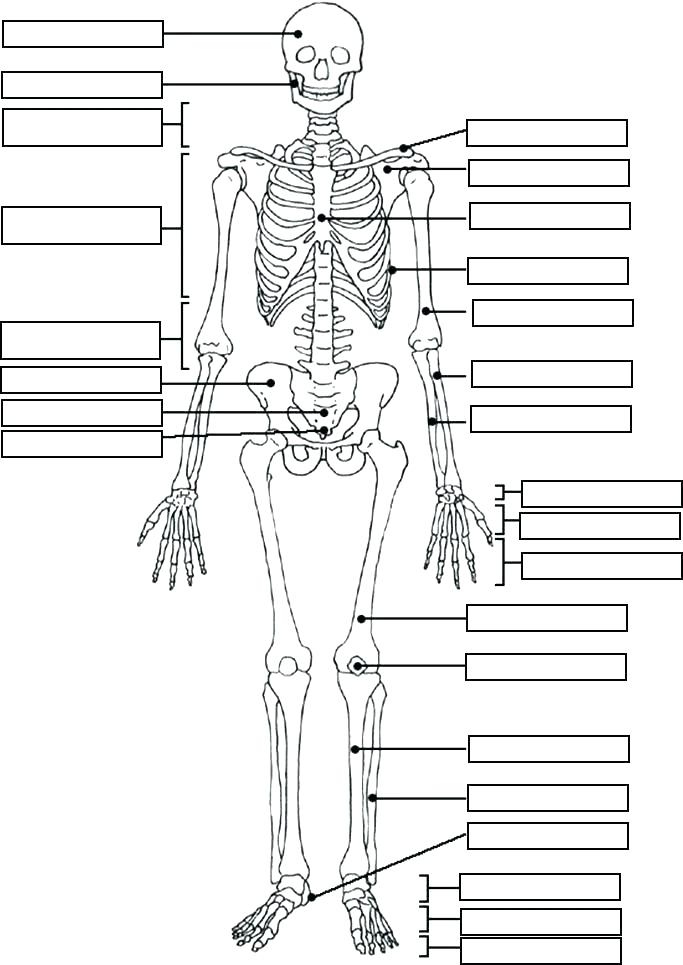 Anatomy And Physiology Coloring Pages At GetColorings Free 
