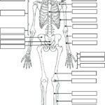 Anatomy And Physiology Coloring Pages At GetColorings Free