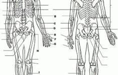Anatomy And Physiology Coloring Pages Free Anatomy And Physiology