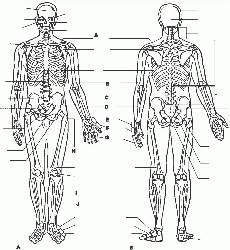 Anatomy And Physiology Coloring Pages Free Anatomy And Physiology 