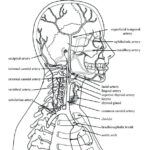 Anatomy And Physiology Coloring Pages Free At GetColorings Free