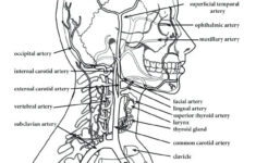 Anatomy And Physiology Coloring Pages Free At GetColorings Free