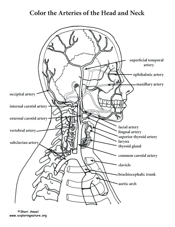 Anatomy And Physiology Coloring Pages Free At GetColorings Free 