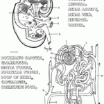 Anatomy And Physiology Coloring Pages Free Coloring Home