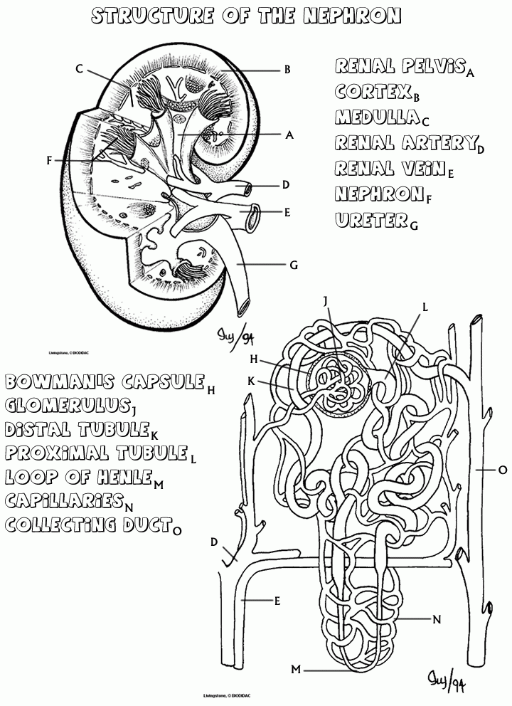 Anatomy And Physiology Coloring Pages Free Coloring Home