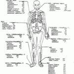 Anatomy And Physiology Coloring Pages Free Coloring Home