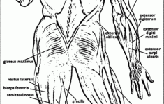 Anatomy And Physiology Coloring Pages Free Coloring Home