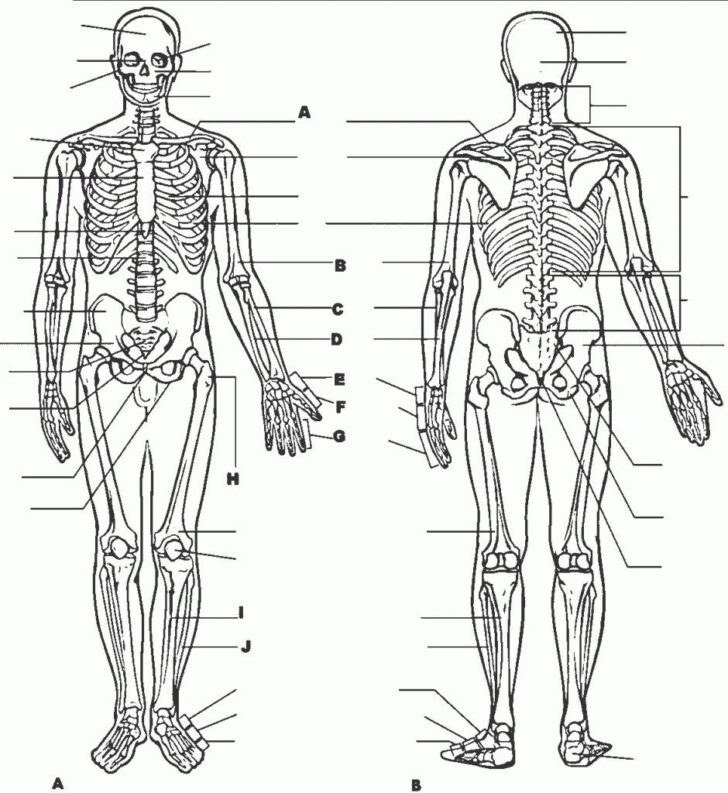 Anatomy And Physiology Printable Pictures