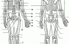 Anatomy And Physiology Coloring Pages Free Download The Perfect
