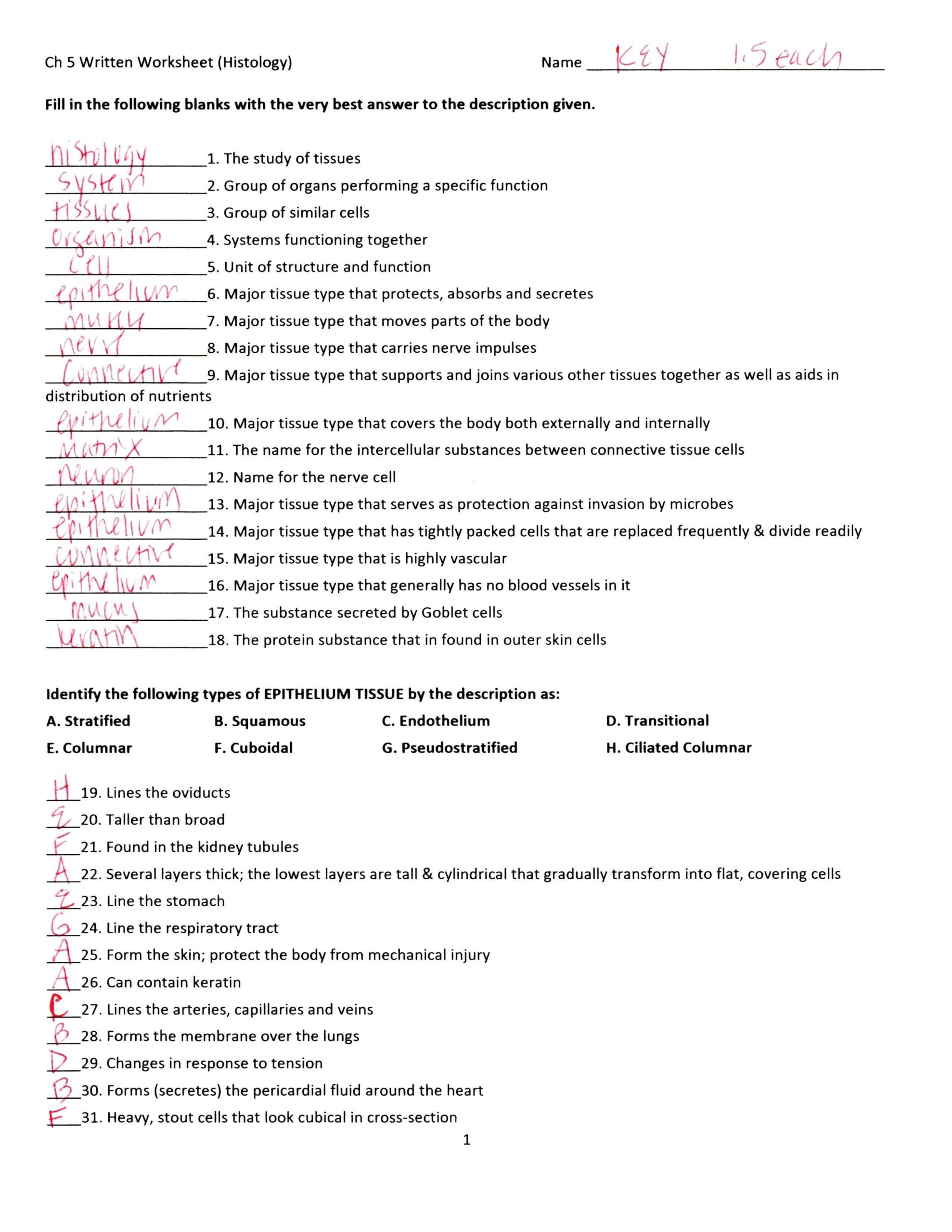 Anatomy And Physiology Blood Worksheet Answers