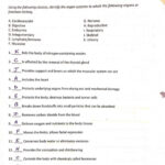 Anatomy And Physiology Coloring Workbook Answer Key Chapter 3 Cells And