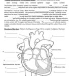 Anatomy And Physiology Coloring Workbook Answer Key Page 16 TIssue