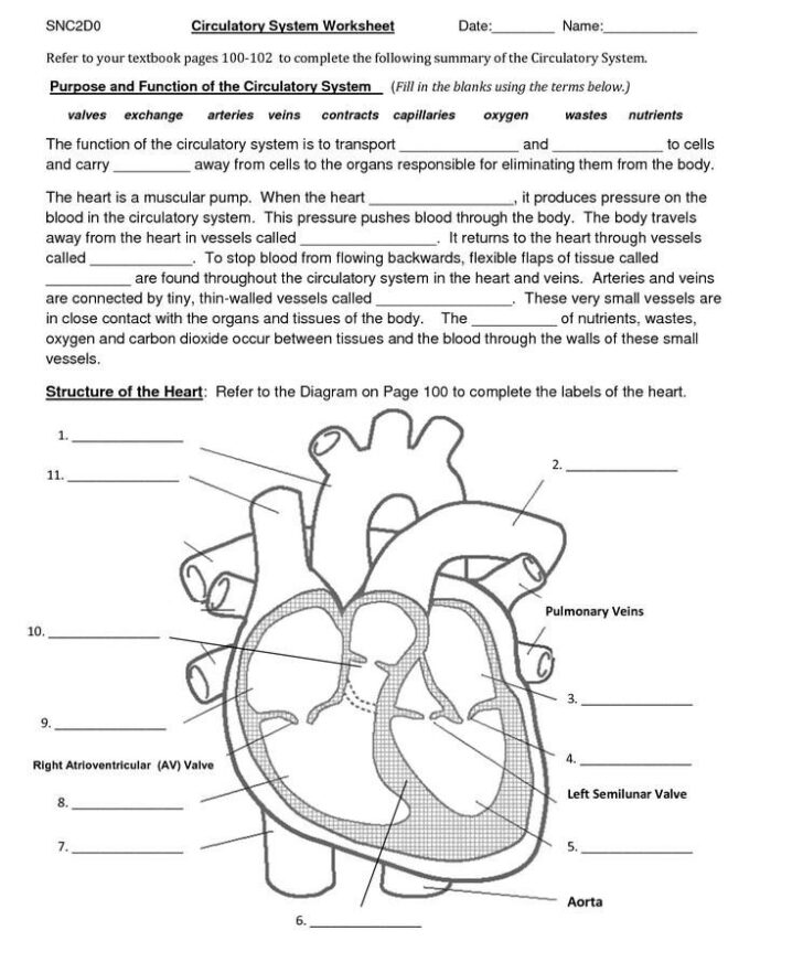 Knee Anatomy Chapter 16 Worksheet 1 Answer Key