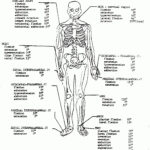 Anatomy And Physiology Coloring Workbook Answer Key Unique Coloring