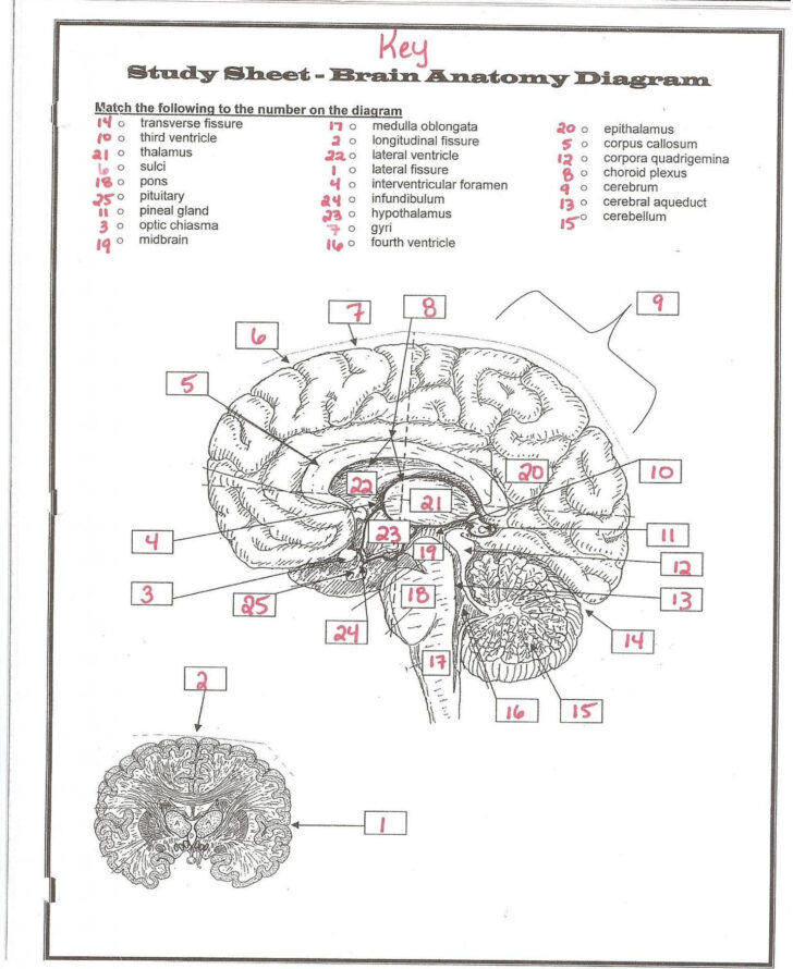 Brain Anatomy And Physiology Worksheet