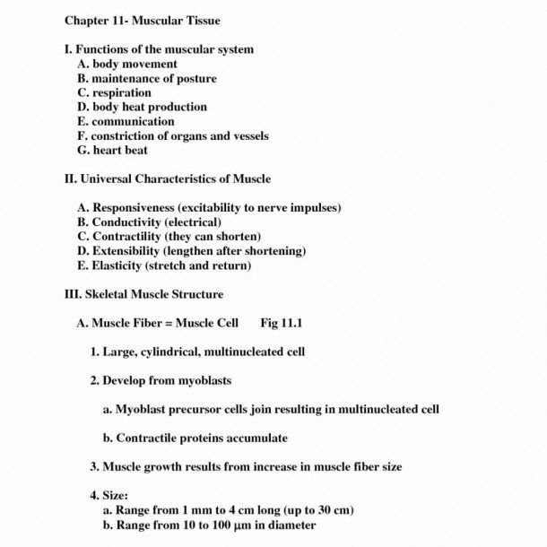 Anatomy And Physiology Chapter 11 Worksheet Answers Anatomy Worksheets