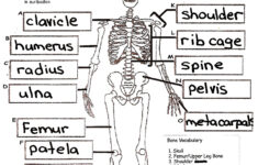 Anatomy And Physiology Coloring Workbook Answers Chapter 5 The Skeletal