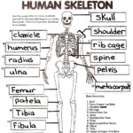 Anatomy And Physiology Coloring Workbook Answers Chapter 5 The Skeletal