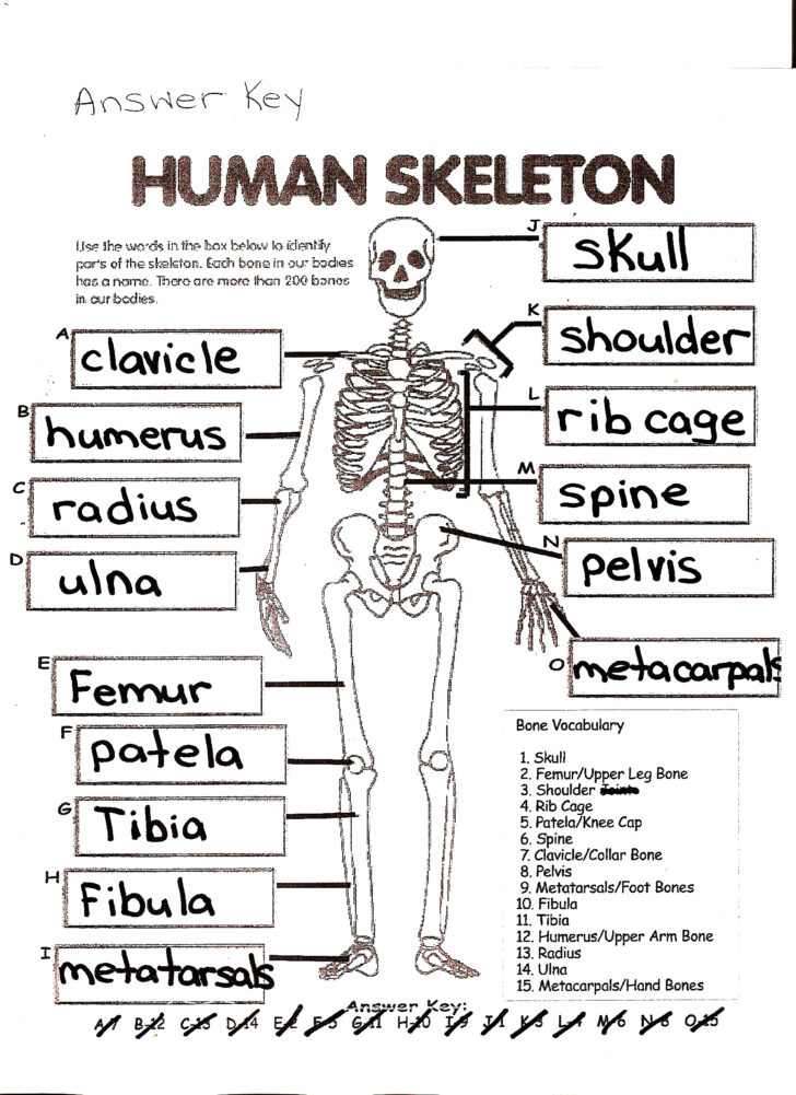Anatomy Chapter 5 Skeletal System Worksheet Answers