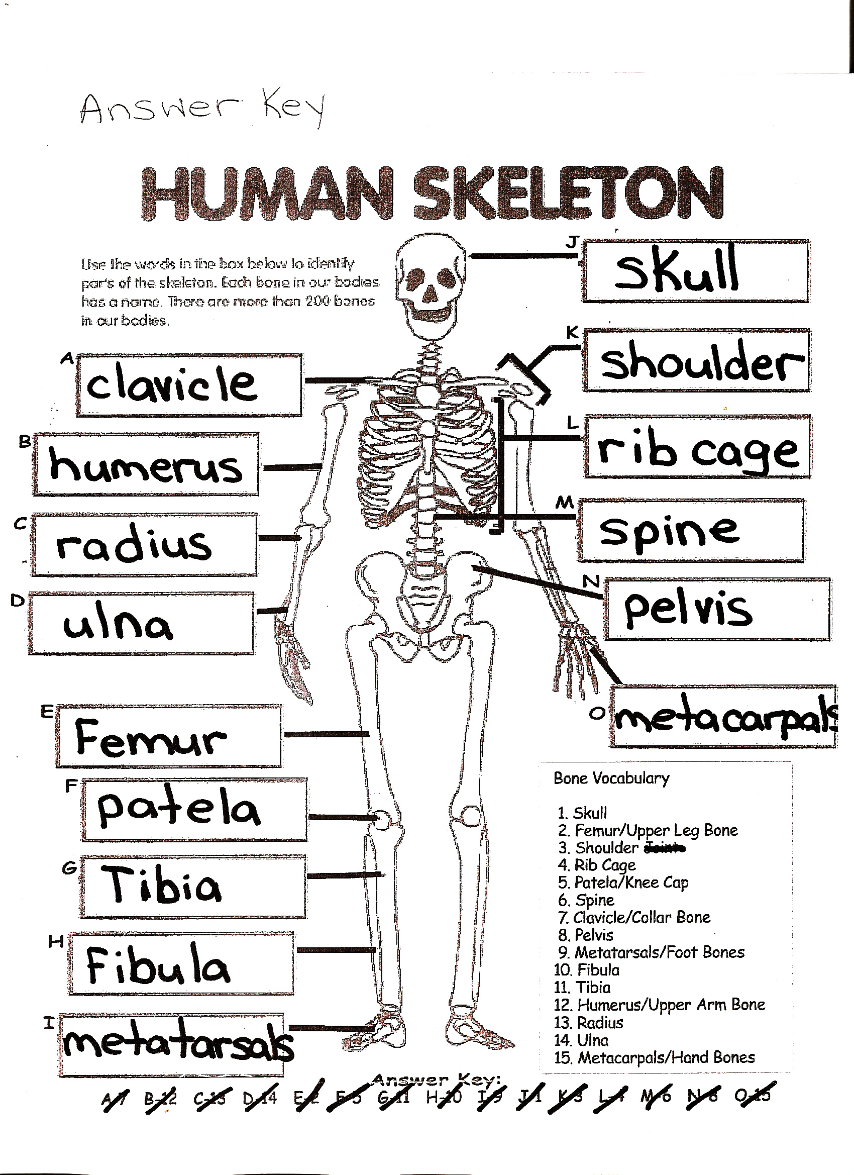 Anatomy And Physiology Coloring Workbook Answers Chapter 5 The Skeletal 