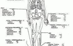Anatomy And Physiology Coloring Workbook Answers Chapter 7 The Nervous