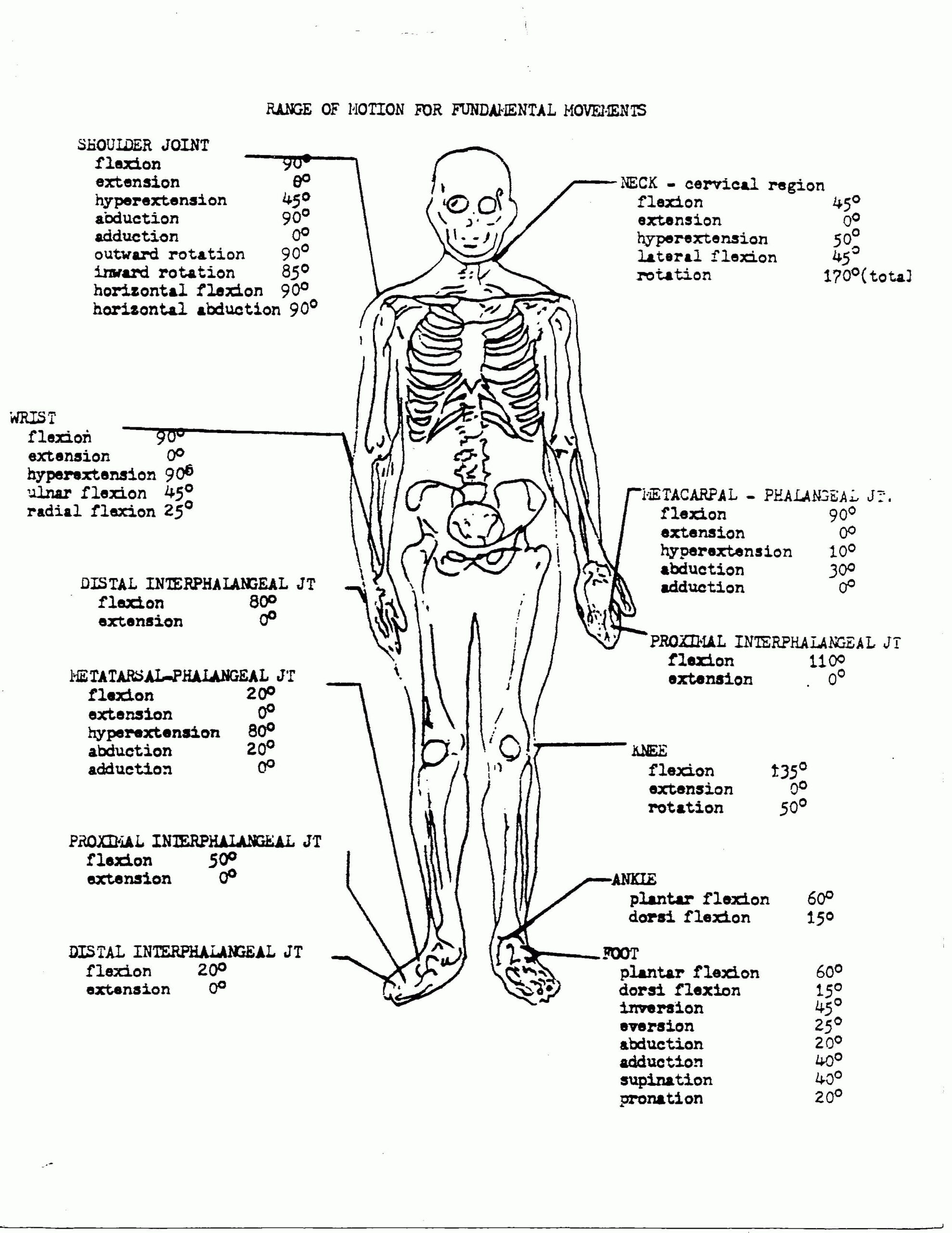 Anatomy And Physiology Coloring Workbook Answers Chapter 7 The Nervous 