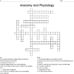 Anatomy And Physiology Crossword WordMint