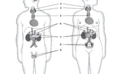 Anatomy And Physiology Endocrine System Worksheet Printable