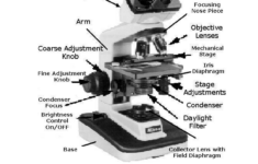 Anatomy And Physiology I Coursework Microscope A P