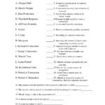 Anatomy And Physiology Muscle Worksheets School Pinterest Anatomy