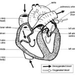 Anatomy And Physiology Of Animals Cardiovascular System The Heart